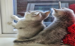 British Shorthair cats for sale: British shothair kittens  - Image 25