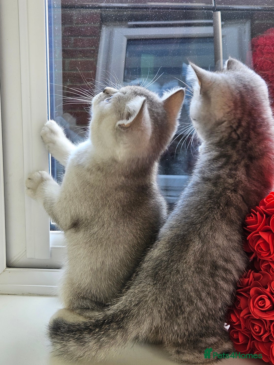 British Shorthair cats for sale: British shothair kittens  - Image 25