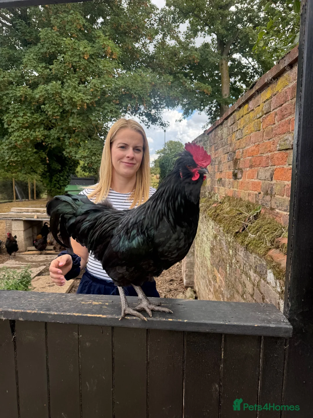 Chickens poultry for sale: Polish hybrid cockerel  in King's Lynn - Advert 3