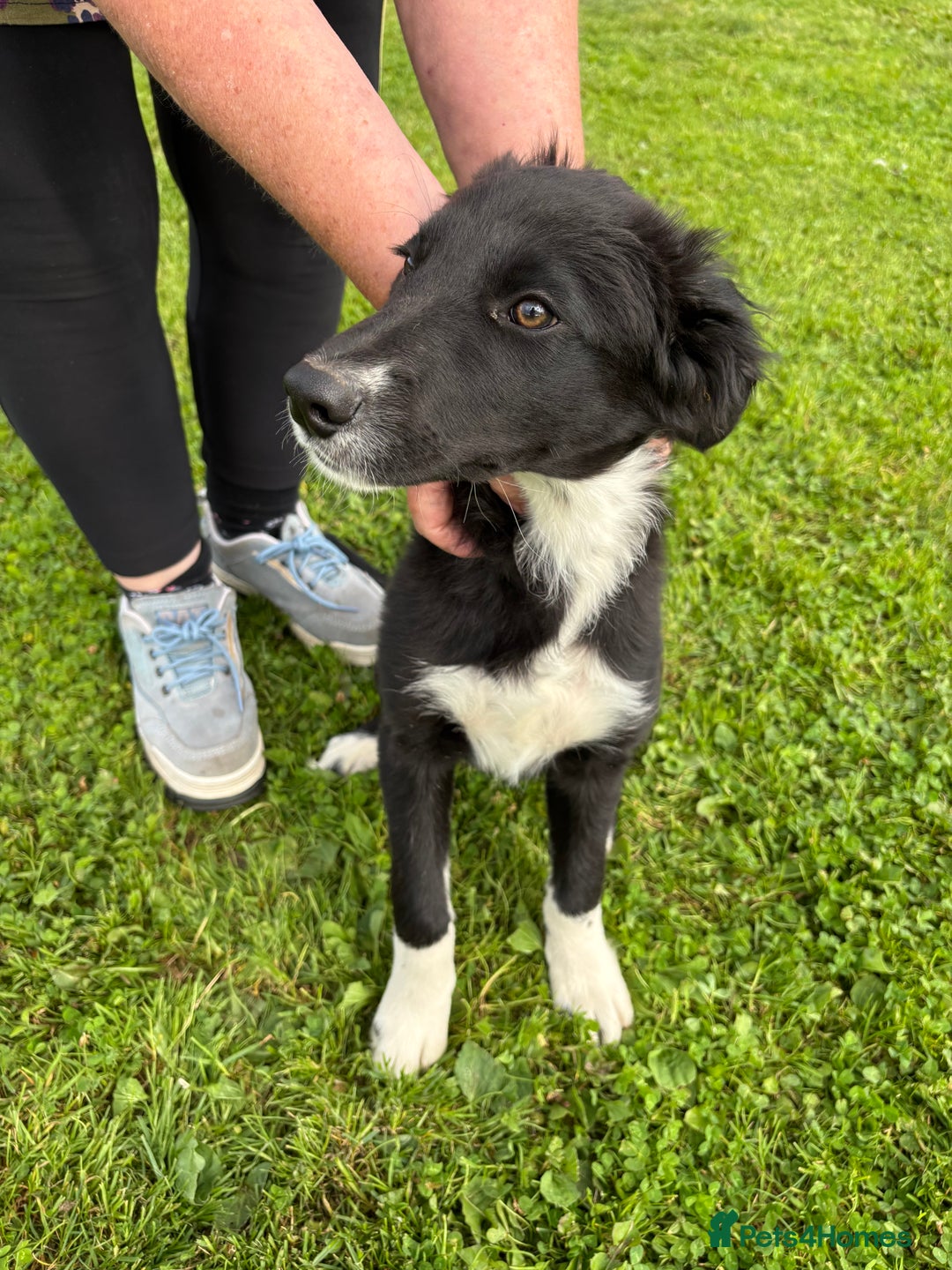 Mixed Breed dogs for sale: Hunterway/Collie in Llangadog - Image 4
