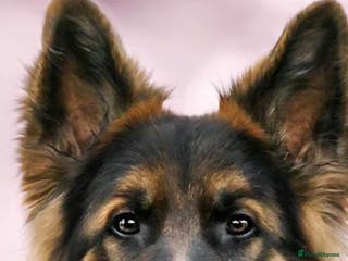 German Shepherd dogs Health and Generic tested KCReg GSD stud - Advert 16