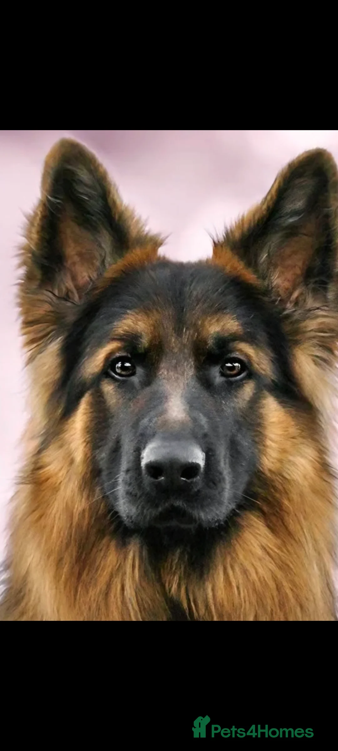 German Shepherd dogs for stud: Health and Generic tested KCReg GSD stud - Advert 1