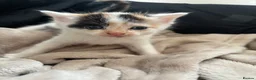 Mixed Breed cats for sale: Kittens for sale  - Advert 5