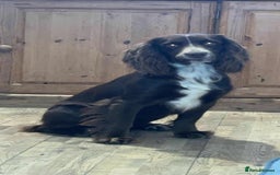 Cocker Spaniel dogs for sale: Beautiful cocker spaniel  - Image 18