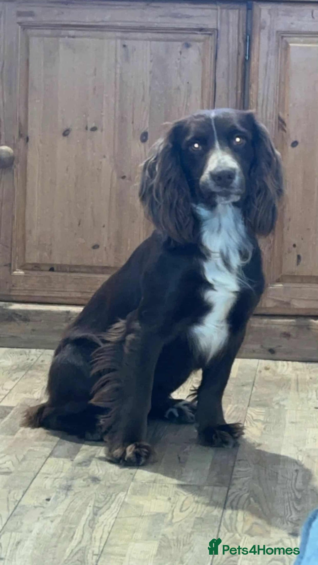 Cocker Spaniel dogs for sale: Beautiful cocker spaniel  - Image 18