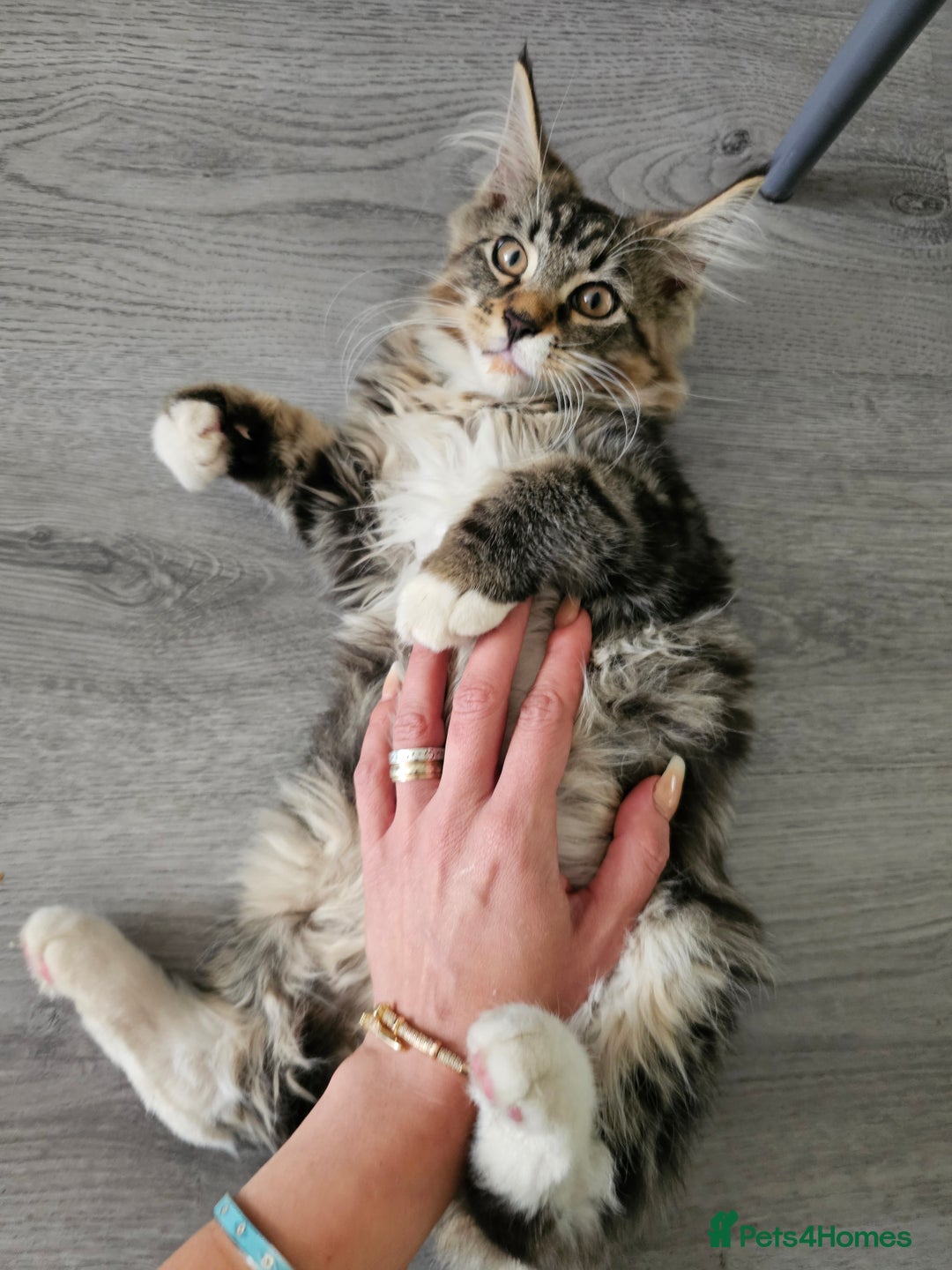 Maine Coon cats for sale: Maine Coon × Siberian  - Image 6