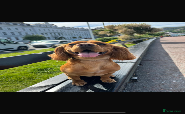 Cocker Spaniel dogs - Advert 1