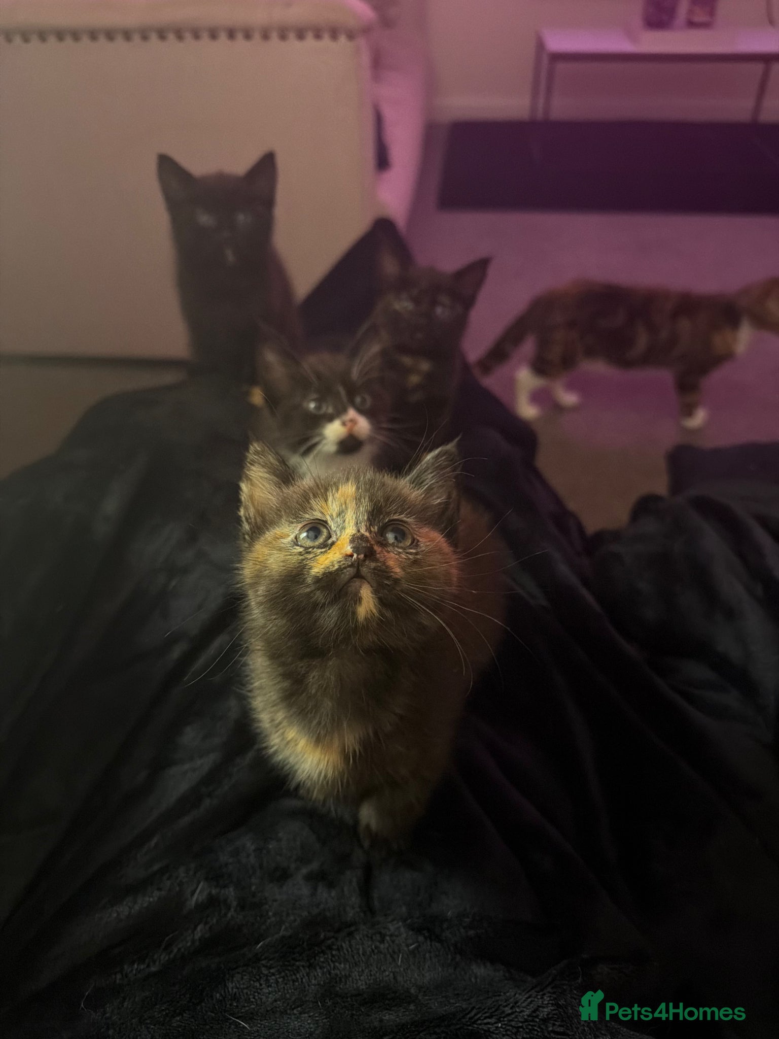 Domestic Shorthair cats 4 kittens - Advert 21