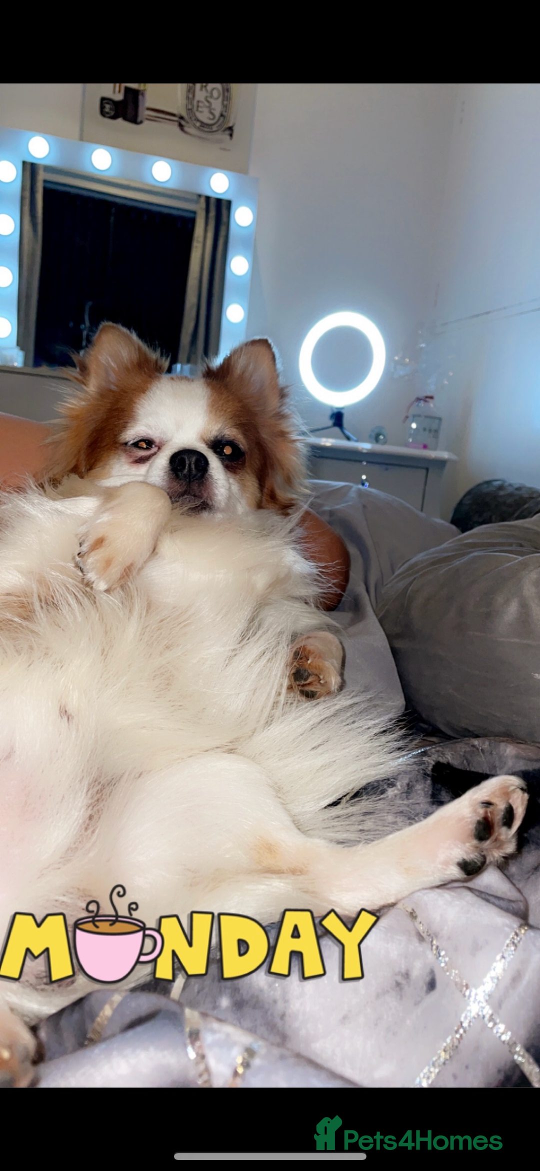 Chihuahua dogs for stud: Long haired party chihuahua  - Advert 7