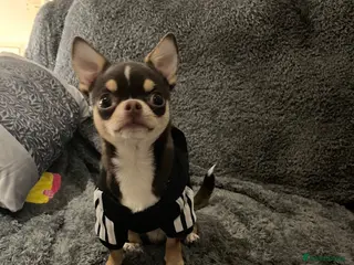 Chihuahua dogs Small and proven chihuahua for stud - Advert 3