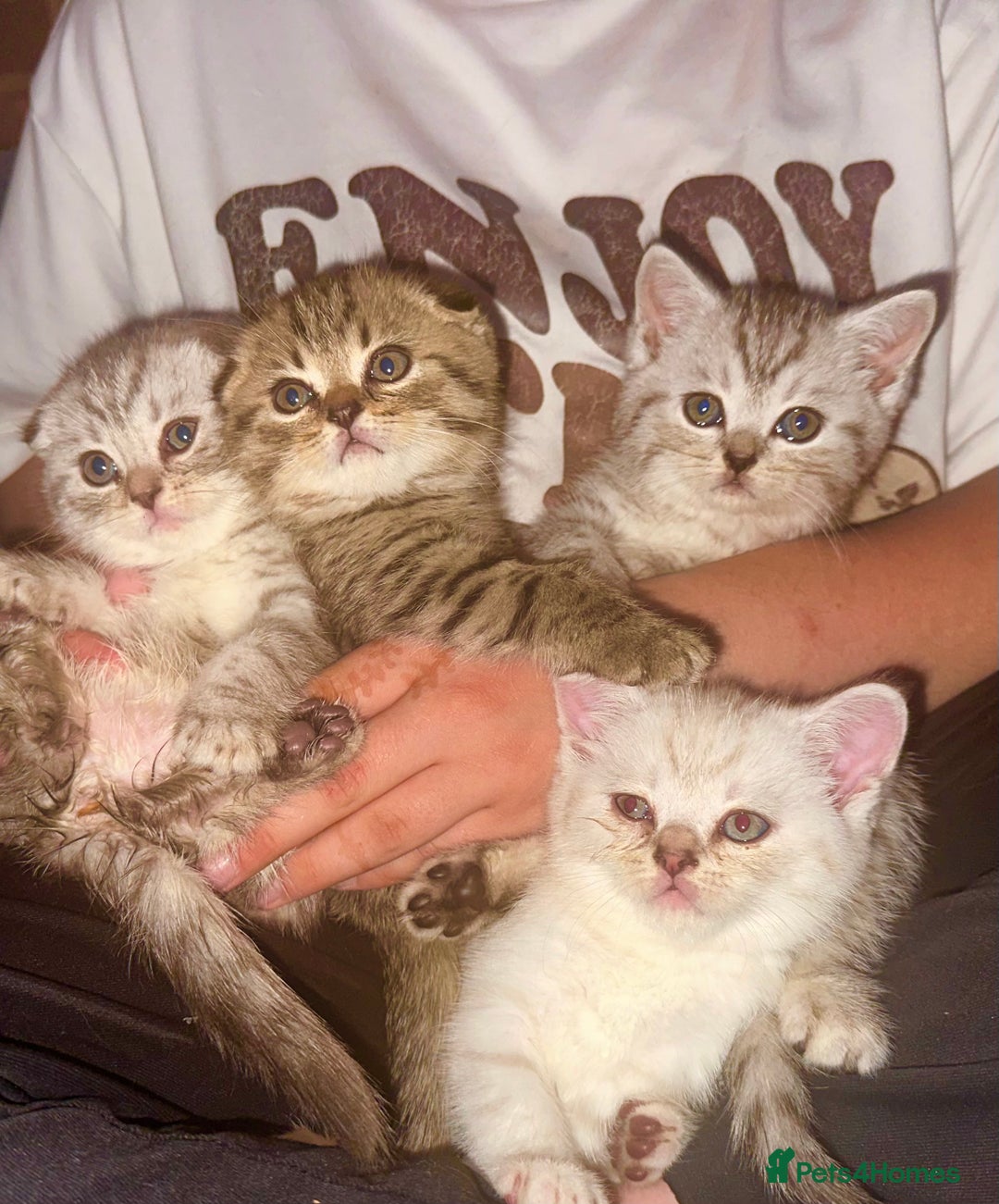 Scottish Fold cats for sale: !🆘🆘Scottish shorthair (silver chinchilla)❤️❤️❤️ - Image 11