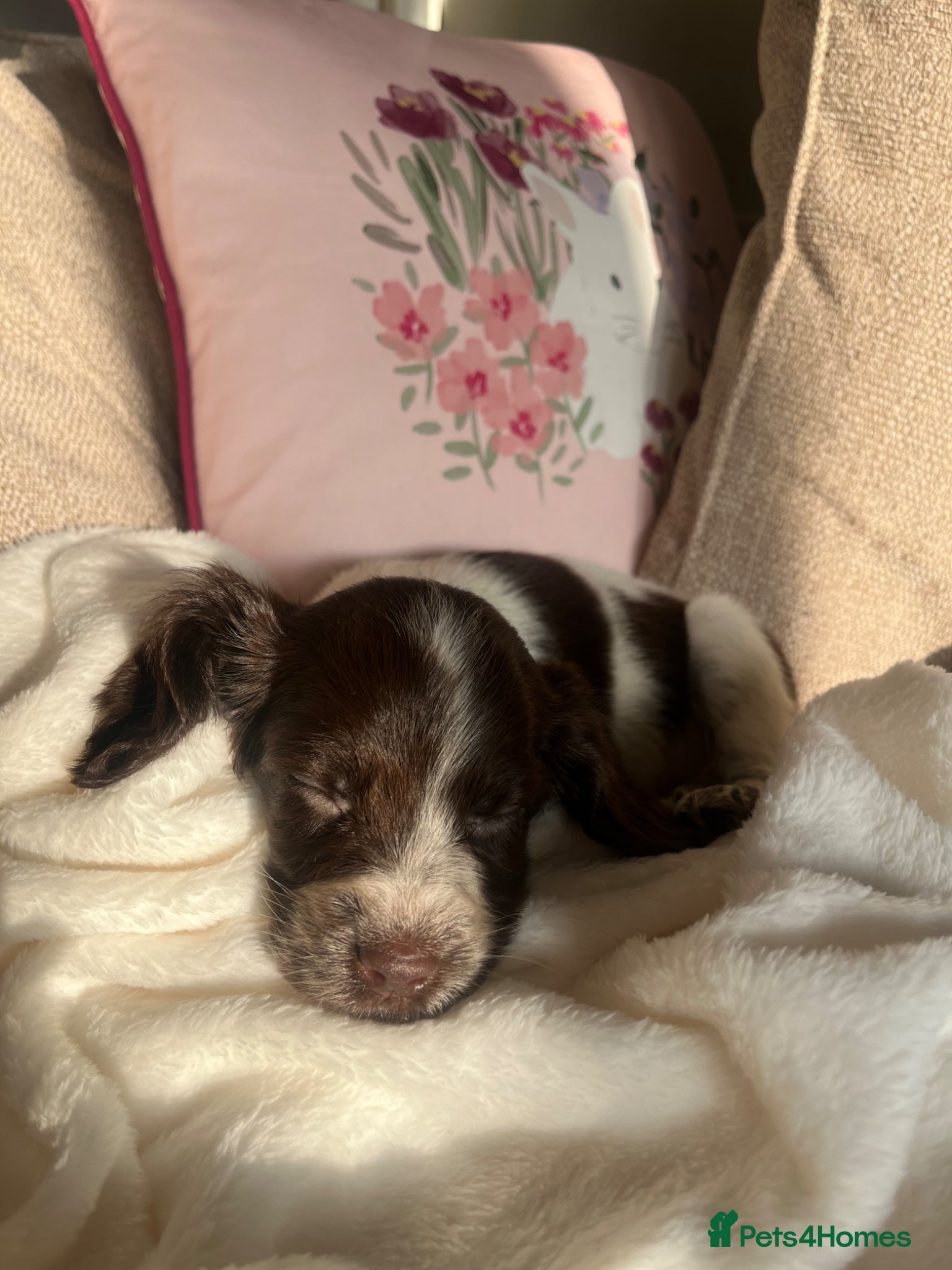 Cocker Spaniel dogs Cocker spaniel girl  - Advert 11