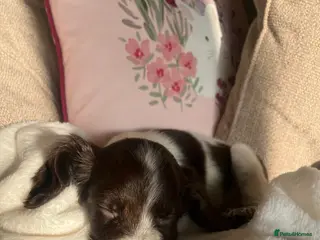 Cocker Spaniel dogs Cocker spaniel girl - Advert 11