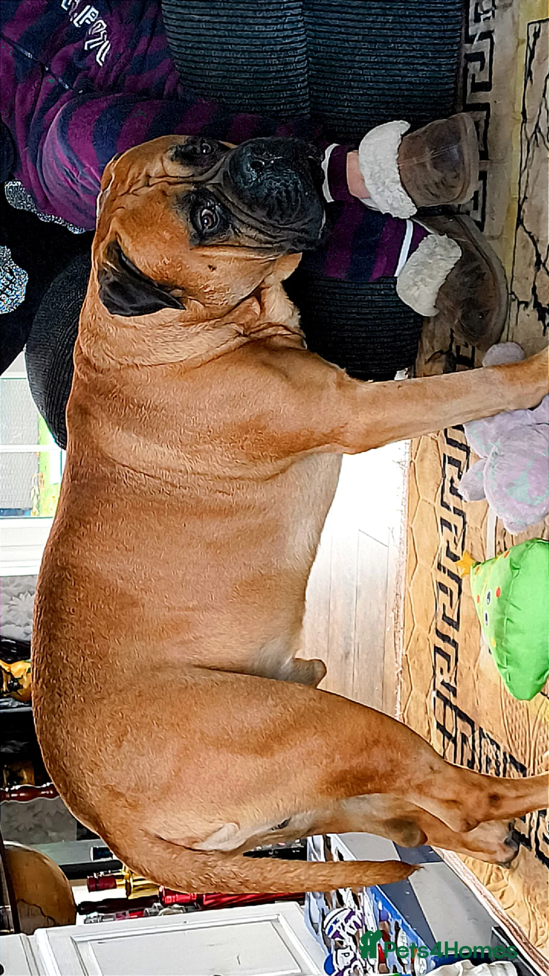 Bullmastiff dogs for stud: Harvey - Advert 2