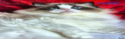 Ragdoll cats for sale: Tica registered exceptional  Ragdolls  - Advert 13