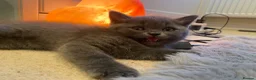 British Shorthair cats for sale: Amazing Pedigree British Shorthair Kittens  - Advert 29