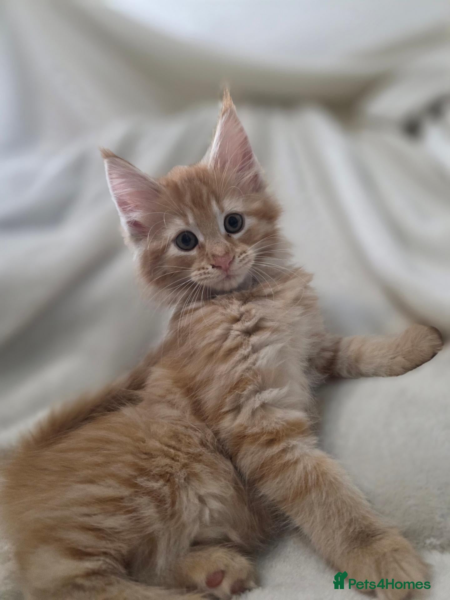 Maine Coon cats 🐾 Beautiful Maine Coon Kittens 🐾 - Advert 2