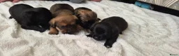 Mixed Breed dogs for sale: Jack Tzu Puppies - Advert 20