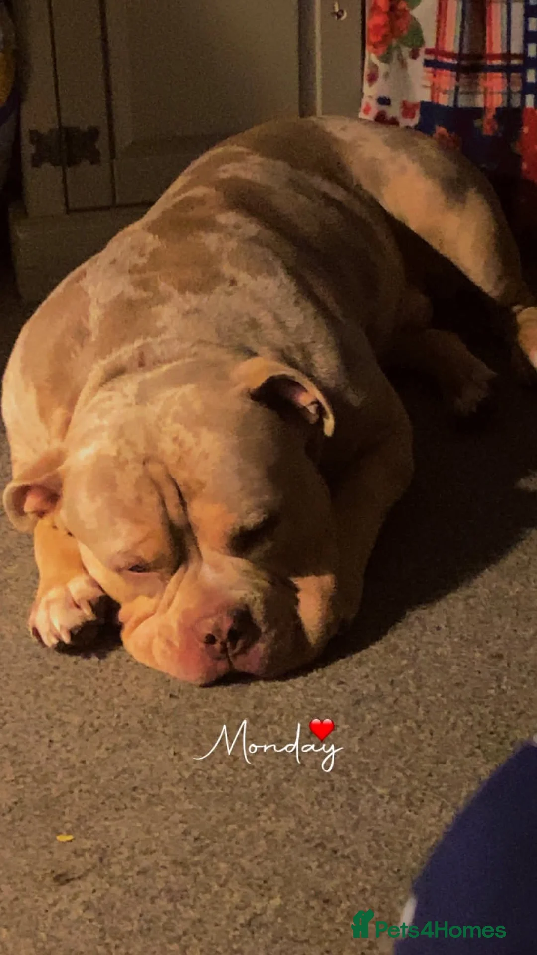 American Bully dogs for stud: Merle pocket bully in Mansfield - Advert 4