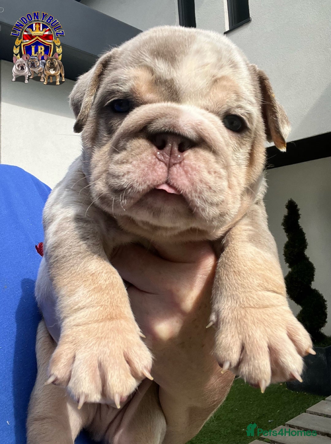 English Bulldog dogs for sale: QUALITY ENGLISH BULLDOG PUPPIES - Image 10