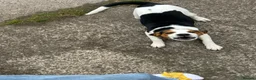 Beagle dogs for sale: Beagle Puppy Looking for Loving Home in Livingston - Advert 6