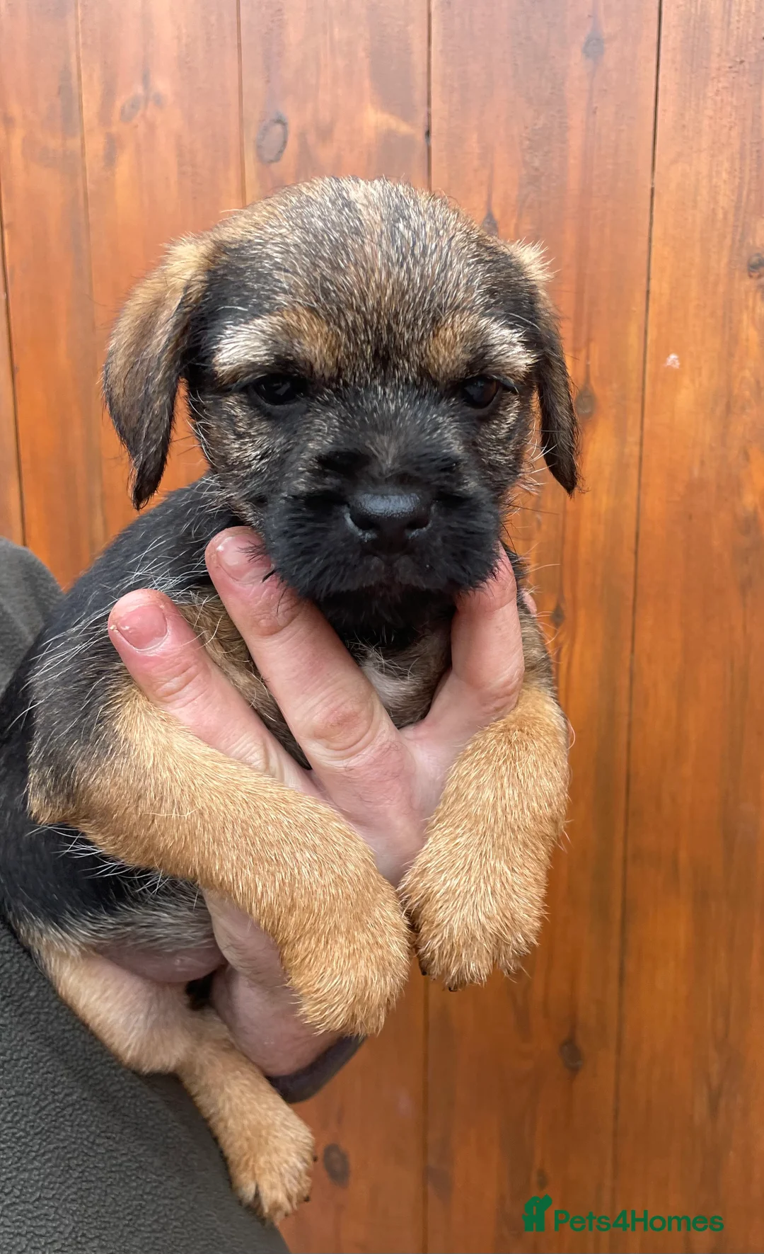 Border Terrier dogs for sale: Quality Border Terrier Puppy - Advert 3