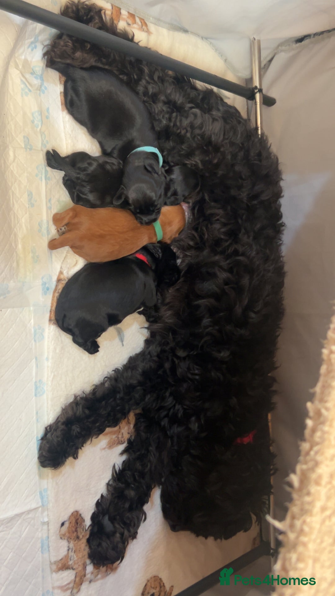 Cockapoo dogs for sale: Beautiful f2 cockapoo pups - Advert 18