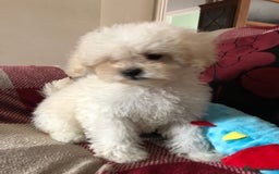 Shihpoo dogs for sale: shihpoo puppies for sale  - Image 25