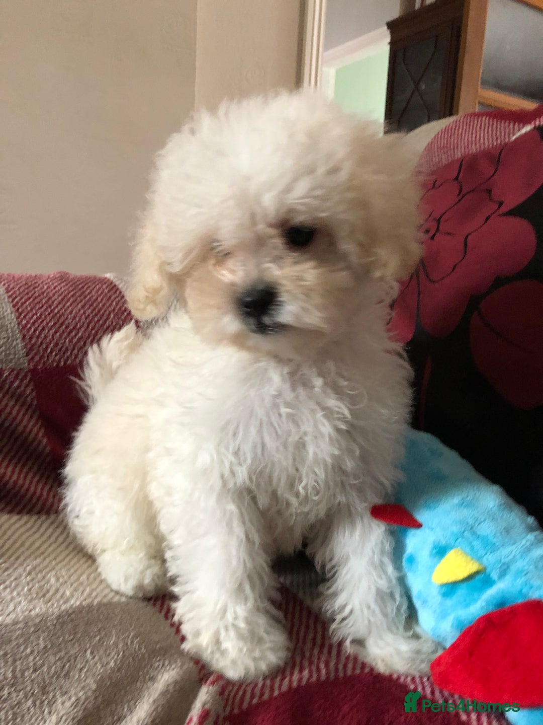 Shihpoo dogs for sale: shihpoo puppies for sale  - Image 25
