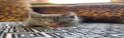 Russian Blue cats for sale: Neutered male - Advert 3