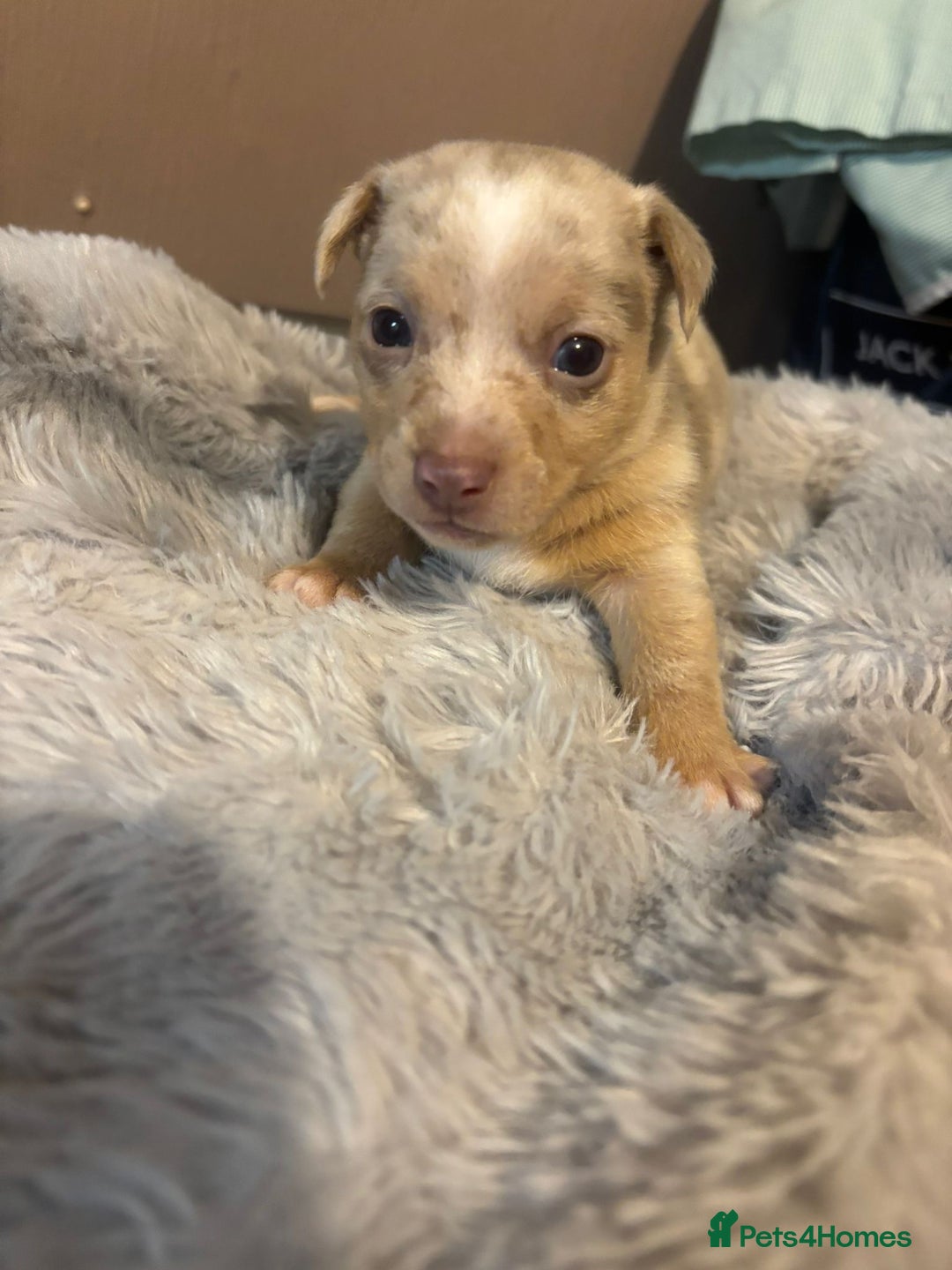 Jack Russell dogs for sale: Eye-Catching Jack Russel Puppies - Image 2