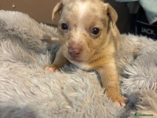 Jack Russell dogs - Advert 8