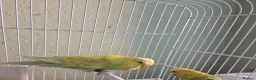 Budgerigars birds for sale: Exhibition budgie show budgie  in Birmingham - Advert 16