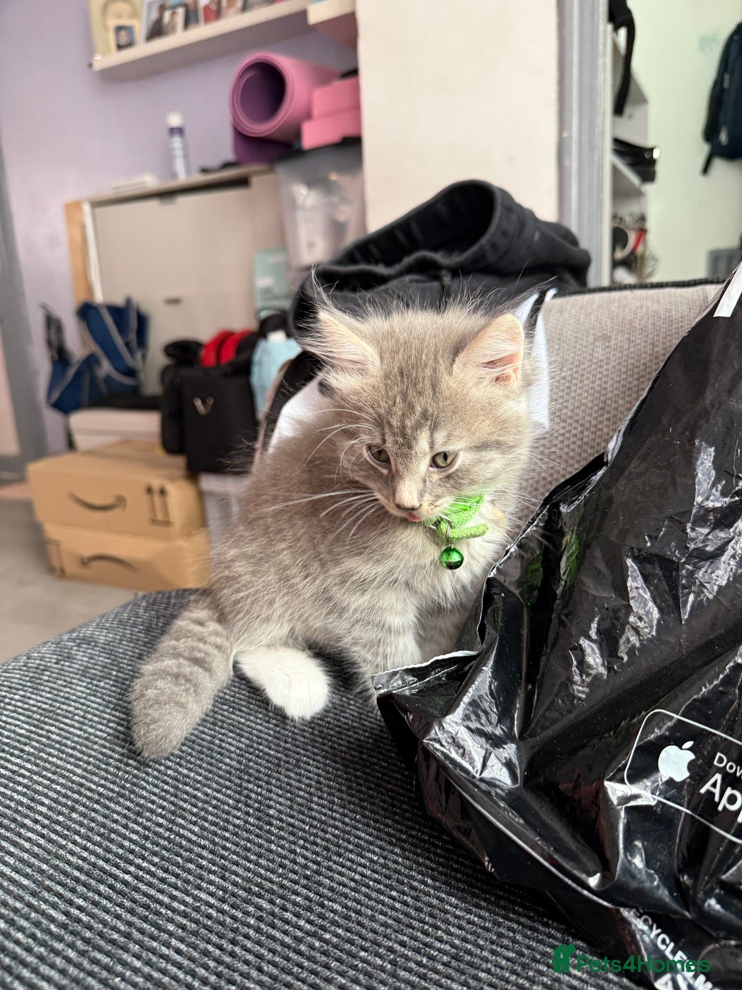 British Shorthair cats for sale: Last one left grey and white female  - Image 30