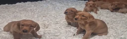 Labrador Retriever dogs for sale: Precious KC Reg Labrador Puppies Yellow/Fox Red - Advert 9