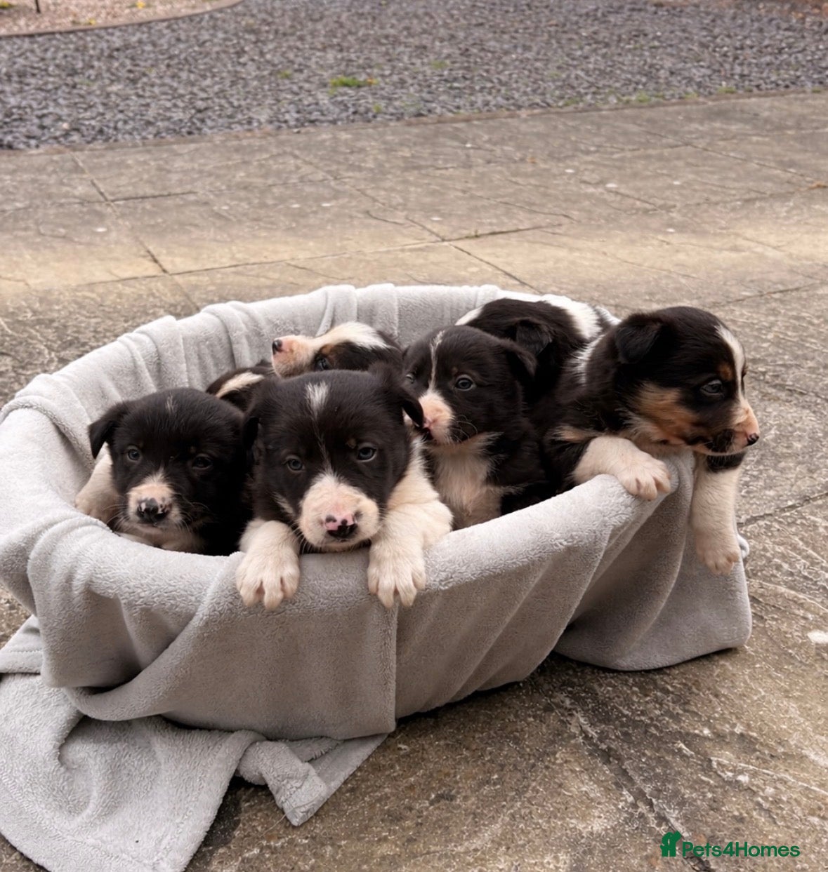 Border Collie dogs 7 Working Sheepdogs  - Advert 2