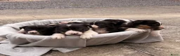 Border Collie dogs for sale: 7 Working Sheepdogs  - Advert 1