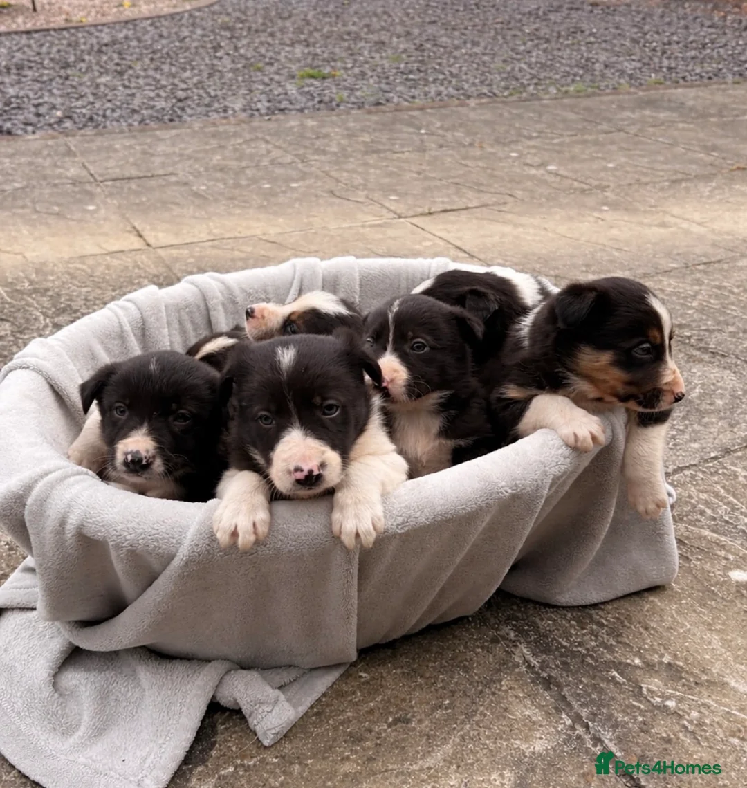 Border Collie dogs for sale: 7 Working Sheepdogs  - Advert 1