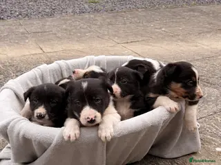 Border Collie dogs 7 Beautiful Working Sheepdogs - Advert 1