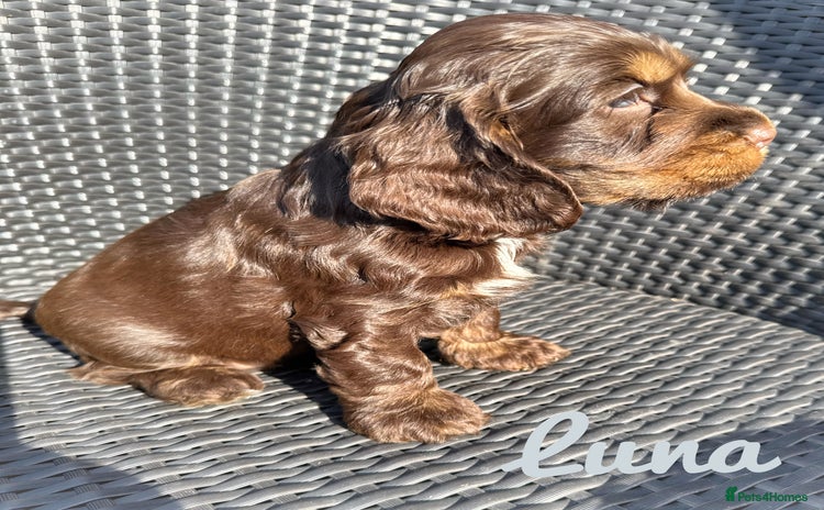 Cocker Spaniel dogs - Advert 12