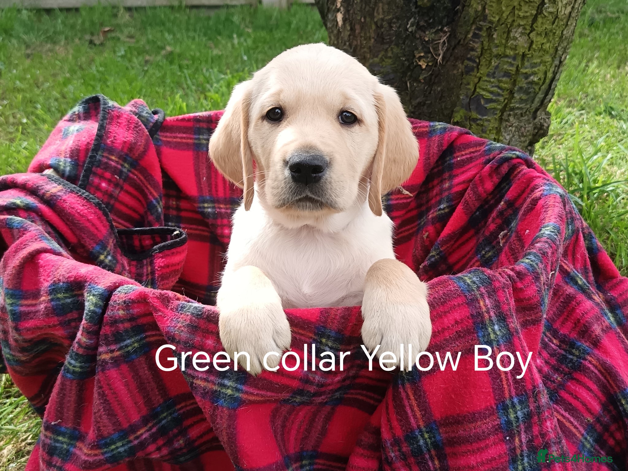 Goldador dogs Goldador Puppies For Sale  - Advert 1