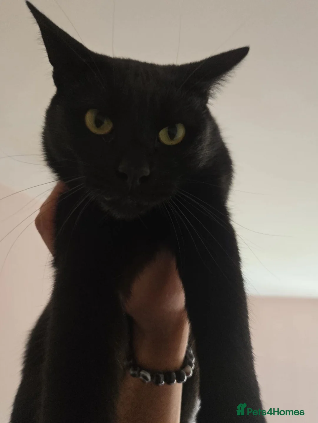 Domestic Shorthair cats for sale: 3 year old Bulgarian cat in Manchester - Advert 3