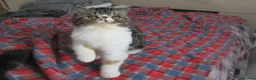 Exotic cats for sale: Super Sweet Female kitten Available Now - Advert 15