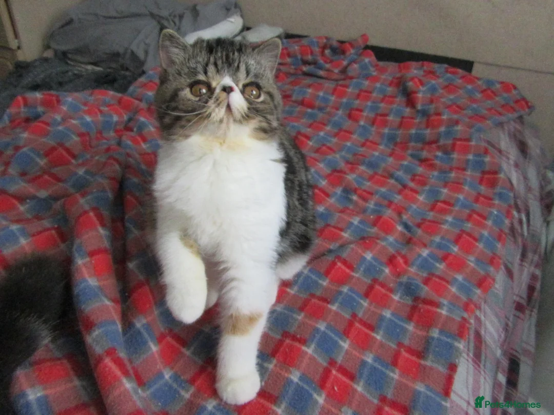 Exotic cats for sale: Super Sweet Female kitten Available Now - Advert 15