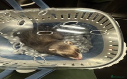 Ferret rodents for sale: Female ferret for sale - Advert 5