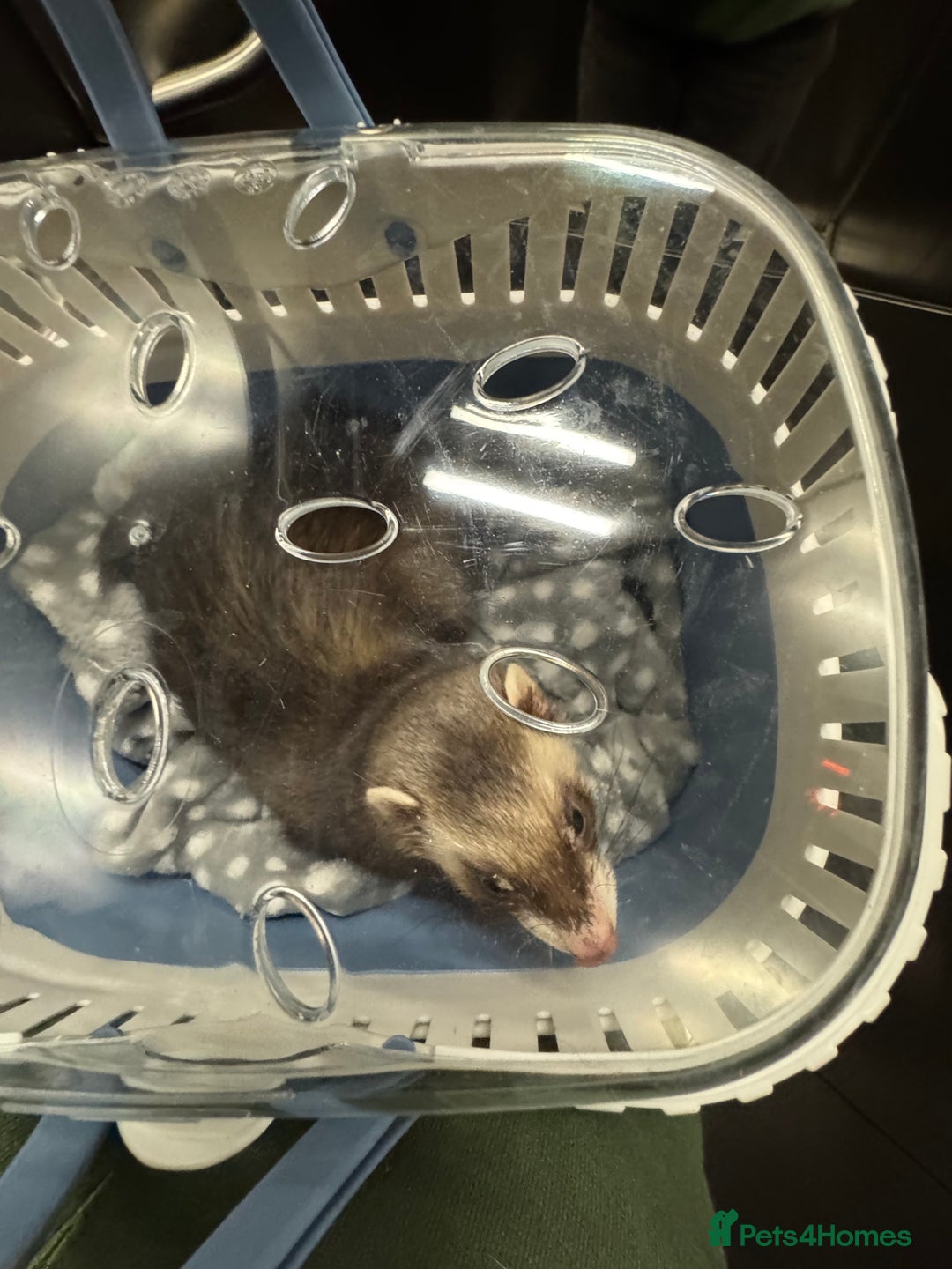 Ferret rodents for sale: Female ferret for sale - Advert 5