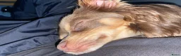 Chihuahua dogs for sale: Female Lilac Long Haired Chihuahua - Advert 3