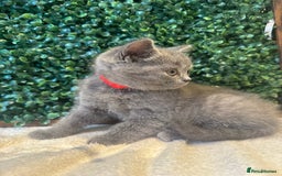 British Shorthair cats for sale: 💕British Shorthair Blue Kittens💕 - Image 18