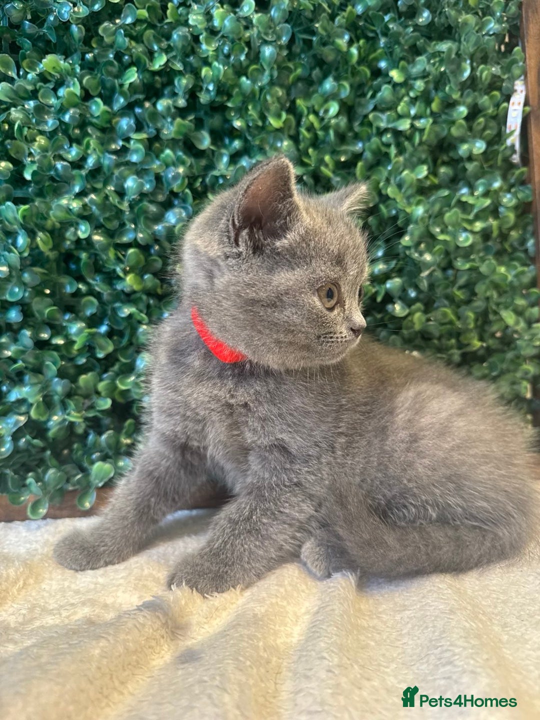 British Shorthair cats for sale: 💕British Shorthair Blue Kittens💕 - Image 18