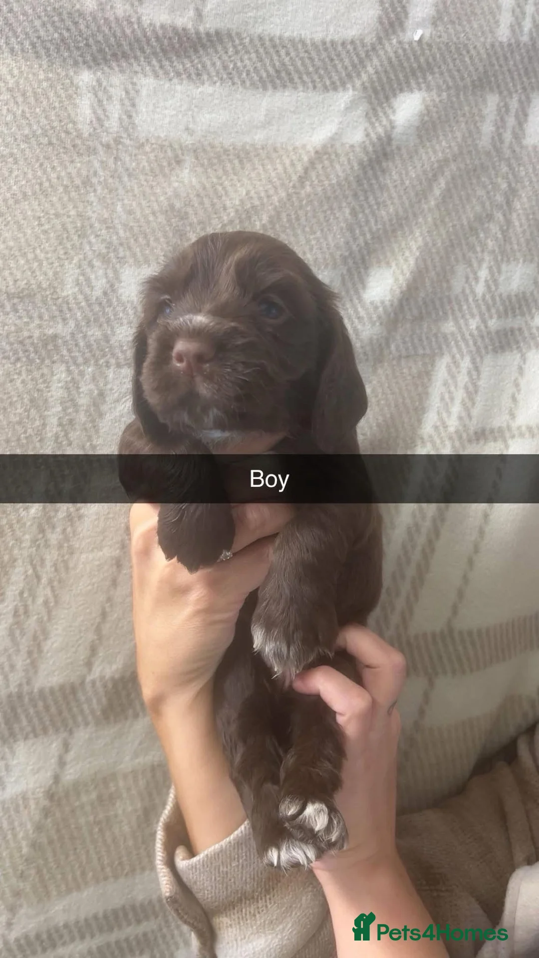 Cocker Spaniel dogs for sale: Cocker spaniel puppies - Advert 2